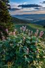 USA-Idaho-Mountain Globemallow and view of Teton Valley Art Print